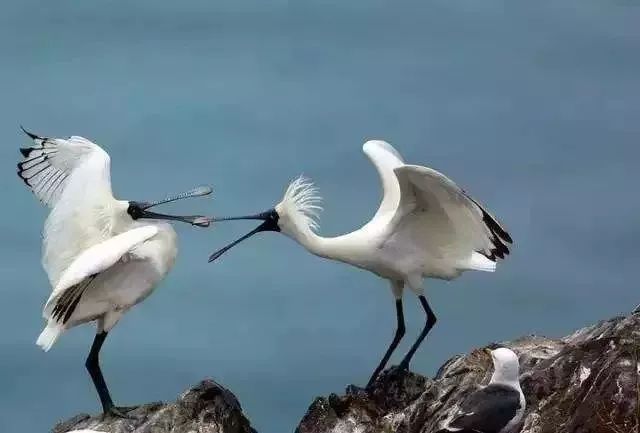 南沙生态鸟类湿地公园,南沙湿地公园观鸟最佳时间