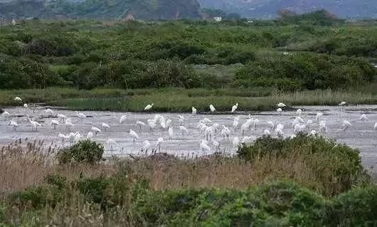 南沙生态鸟类湿地公园,南沙湿地公园观鸟最佳时间