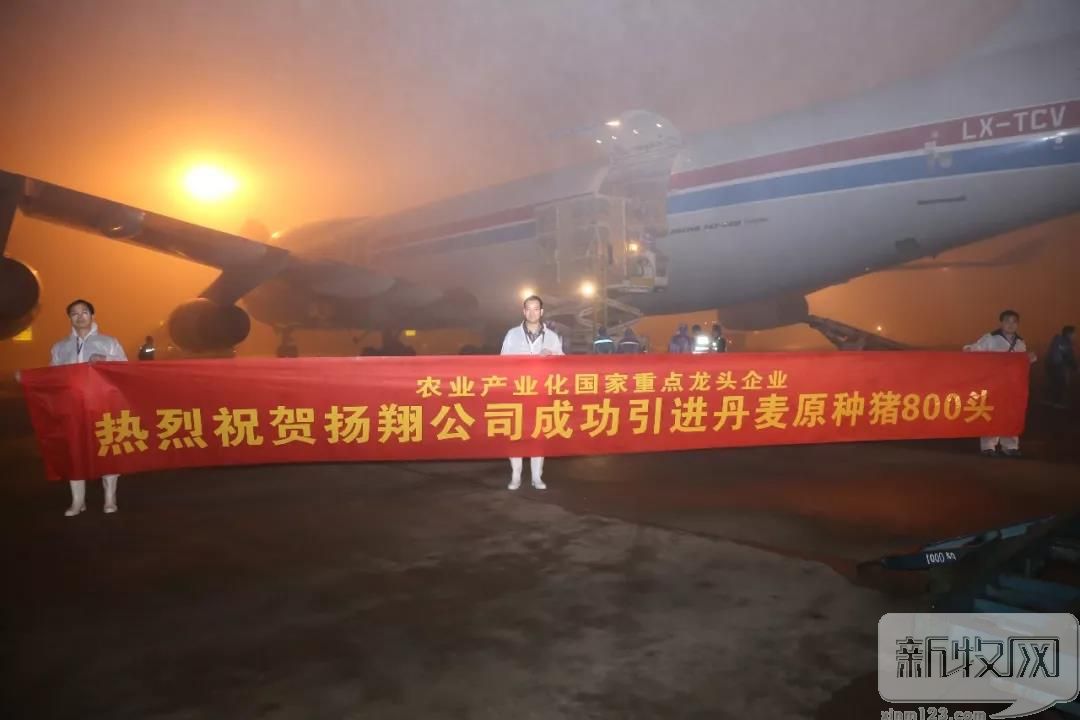 扬翔美系杜洛克公猪,扬翔杜洛克公猪