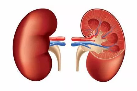 一天8杯水的杯子多大,每天8杯水杯子什么样的最标准呢
