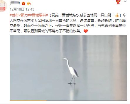 阳城县惊现白鹭,河南惊现白鹭