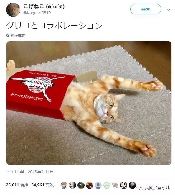 2018年在日推上“青史留名”的喵星人，引起舒适！