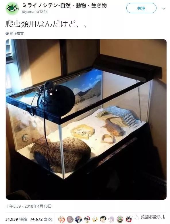 2018年在日推上“青史留名”的喵星人，引起舒适！