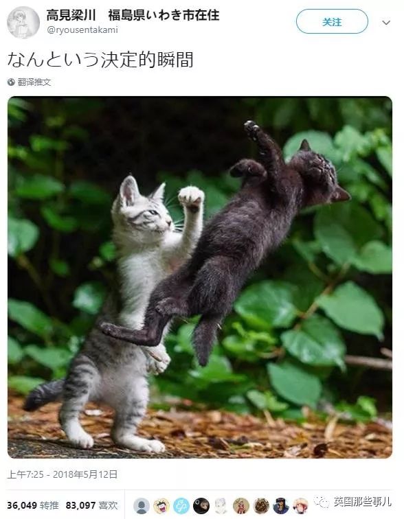 2018年在日推上“青史留名”的喵星人，引起舒适！