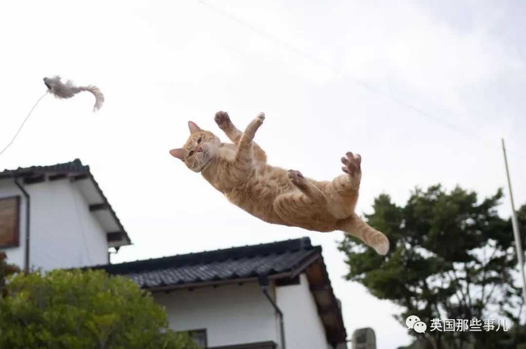 2018年在日推上“青史留名”的喵星人，引起舒适！