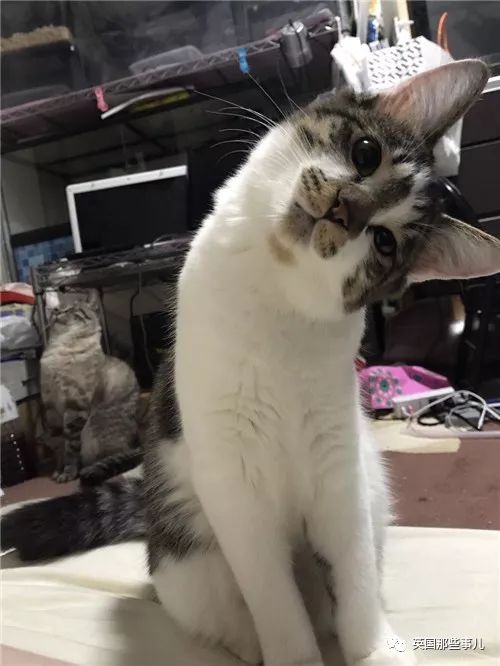 2018年在日推上“青史留名”的喵星人，引起舒适！