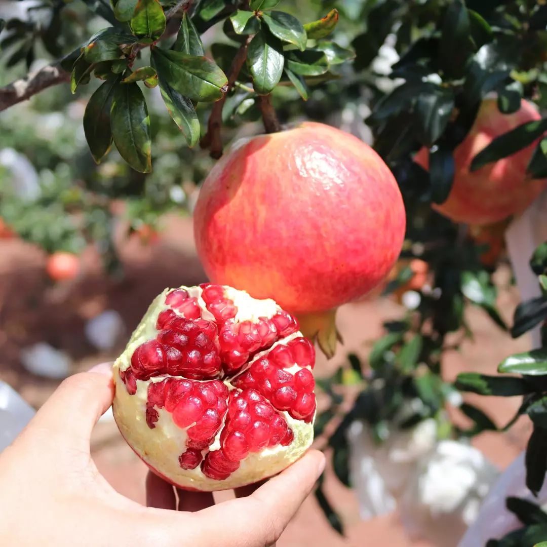 最新网红水果,目前最火的网红水果