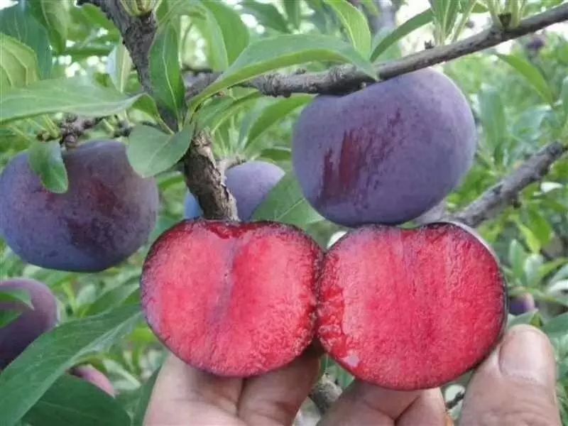 最新网红水果,目前最火的网红水果