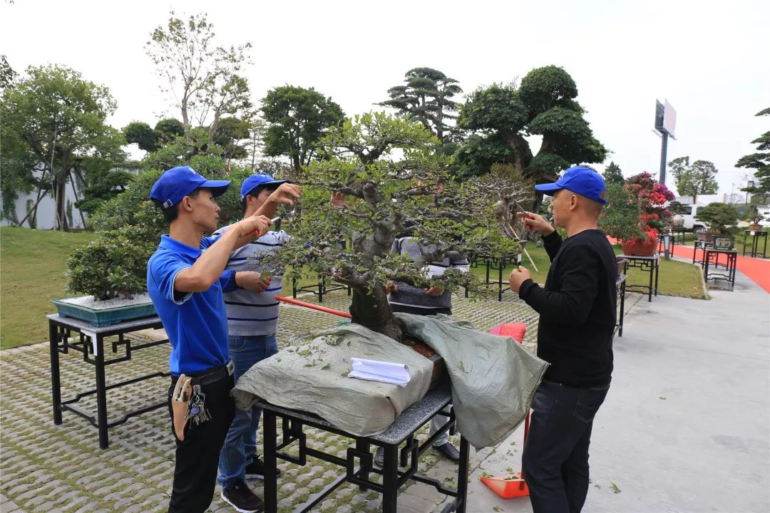 古镇这场拍卖会上大家为何频频举牌？原来……