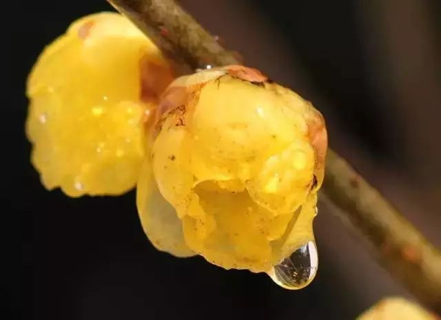 北碚静观蜡梅艺术节,北碚蜡梅节