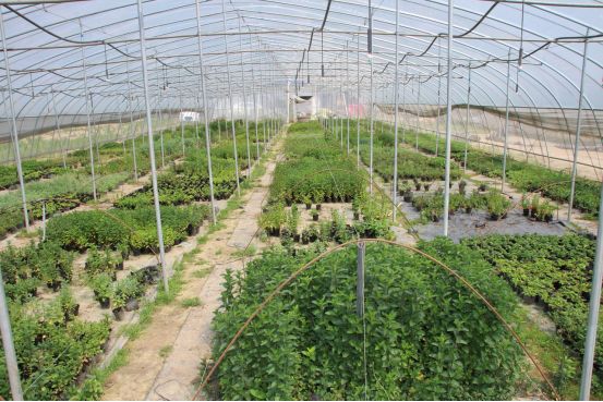 夏邑县特色农村,夏邑县前十村庄