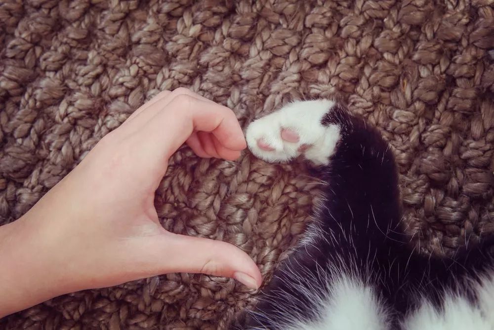 你为什么要养猫呀,你为什么要养猫