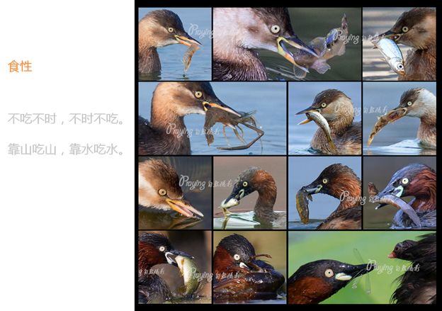 身边没有野生动物？也许是你不够慢