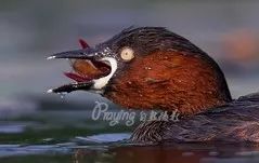 身边没有野生动物？也许是你不够慢