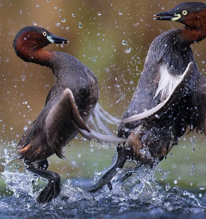 身边没有野生动物？也许是你不够慢