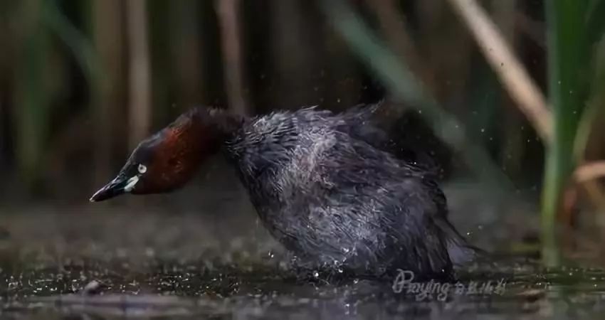 身边没有野生动物？也许是你不够慢