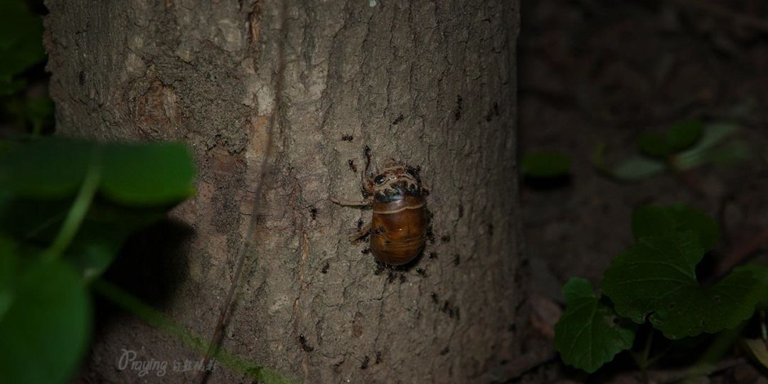 身边没有野生动物？也许是你不够慢