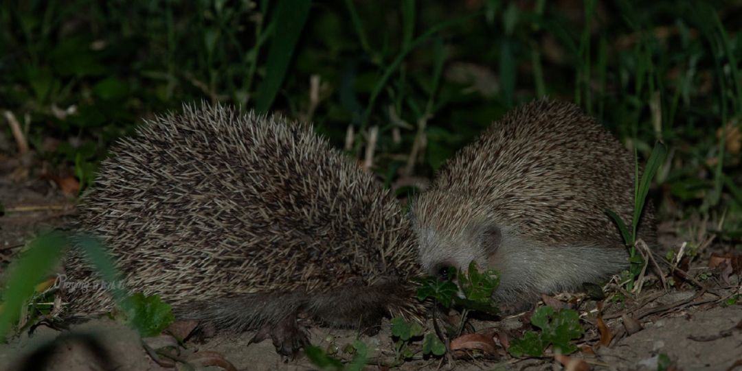 身边没有野生动物？也许是你不够慢