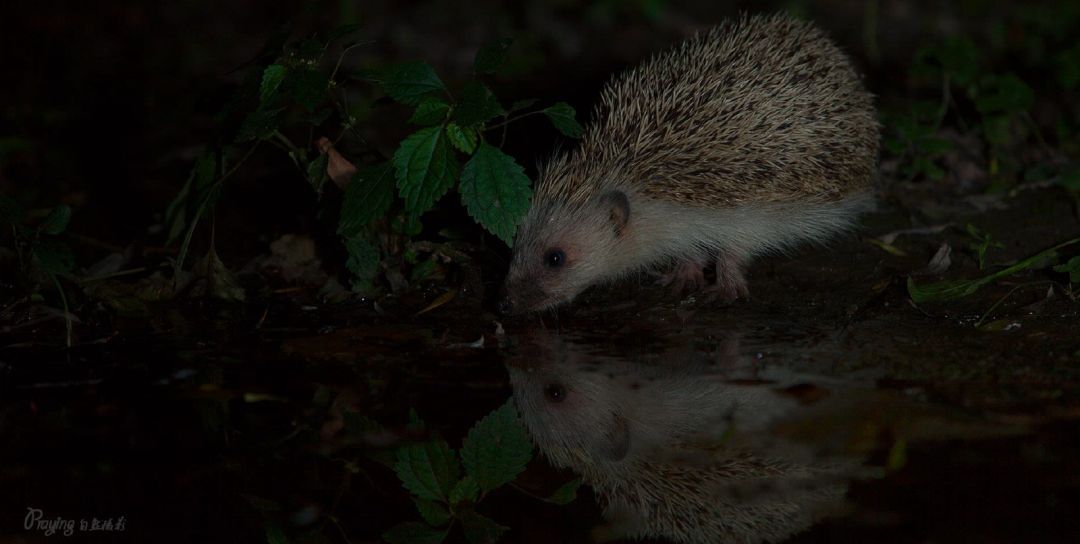 身边没有野生动物？也许是你不够慢