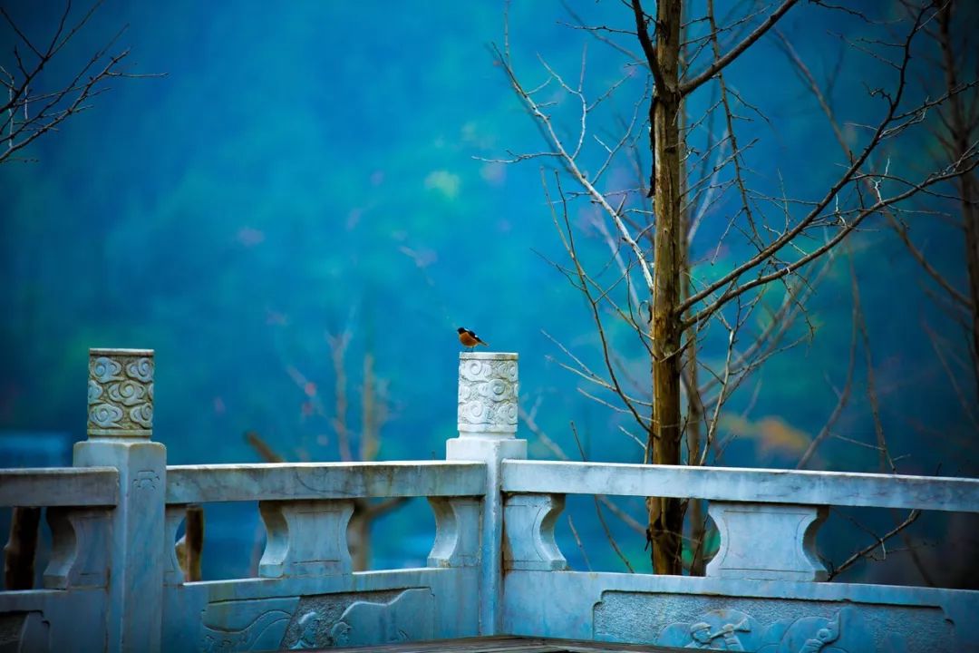 我见过最才华横溢的诗,关于才华横溢的诗句有哪些