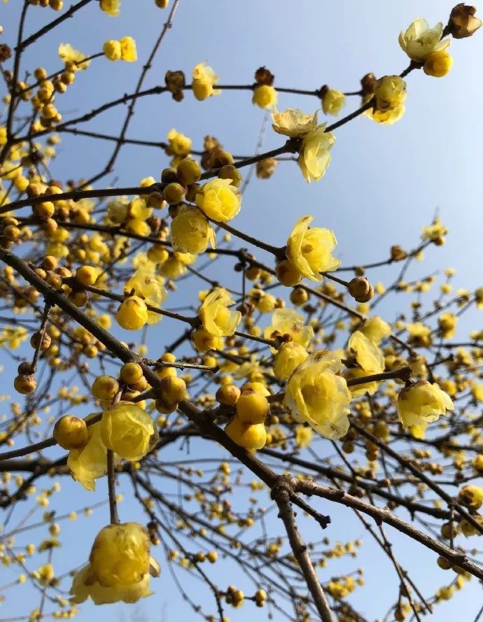腊梅花的香味沁人心脾,腊梅花开香味扑鼻