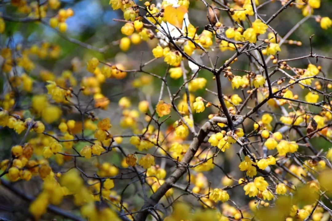 腊梅花的香味沁人心脾,腊梅花开香味扑鼻