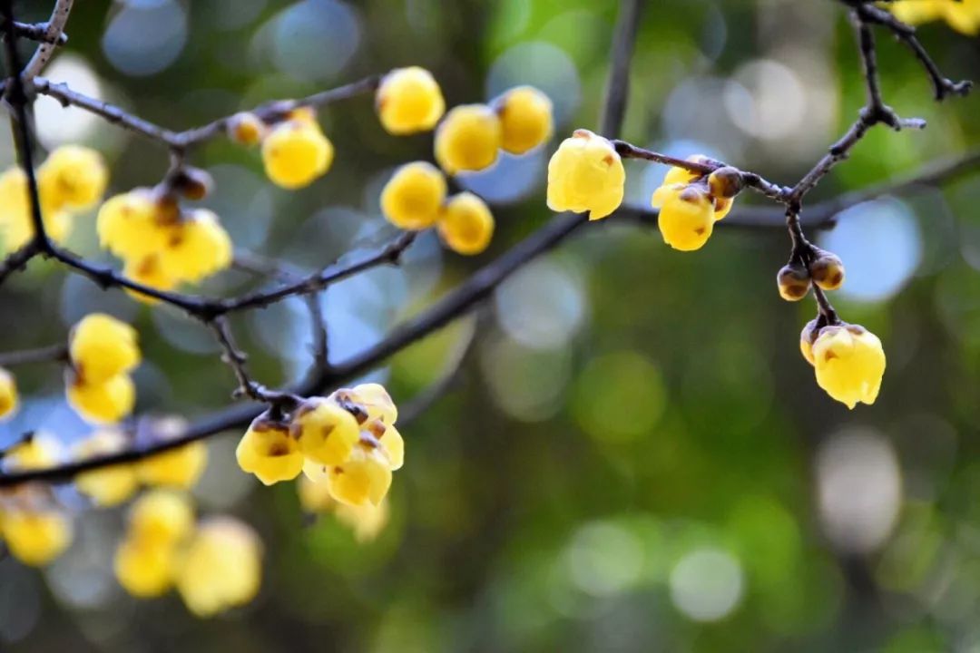 腊梅花的香味沁人心脾,腊梅花开香味扑鼻