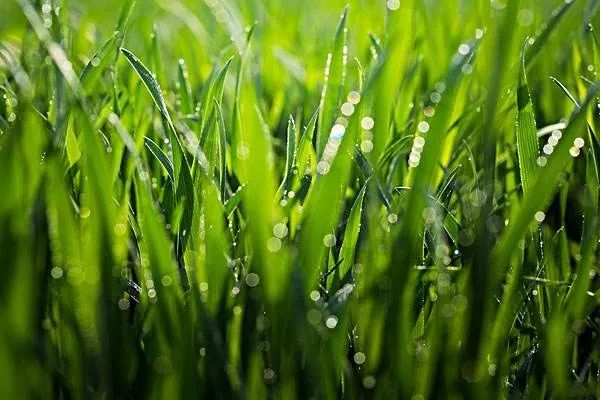 小麦变身“宠物饲草”，一亩地能多卖2000元