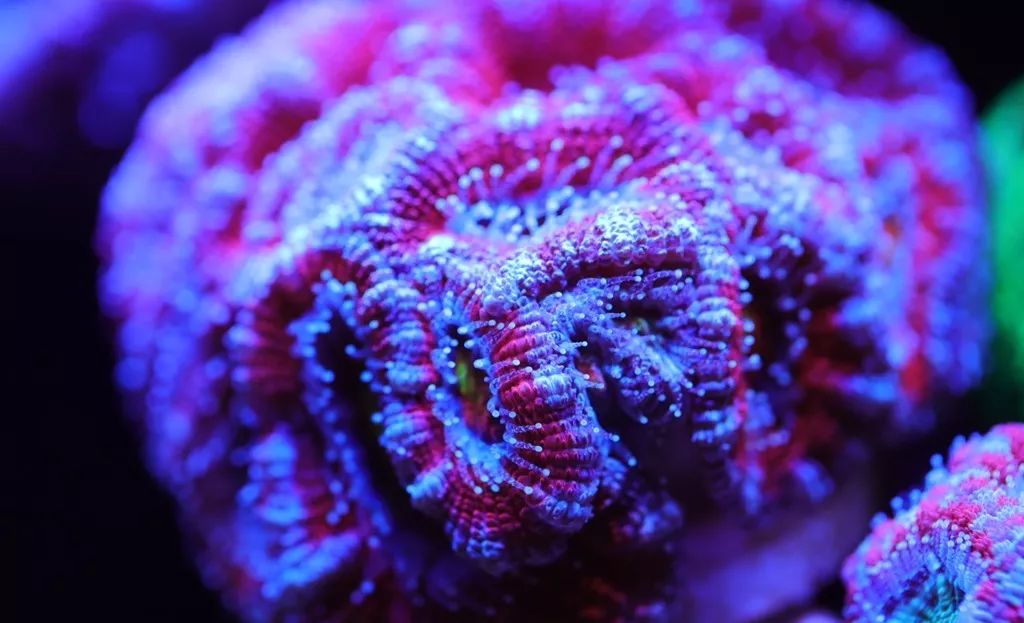 美爆了：高密度SPS经验分享