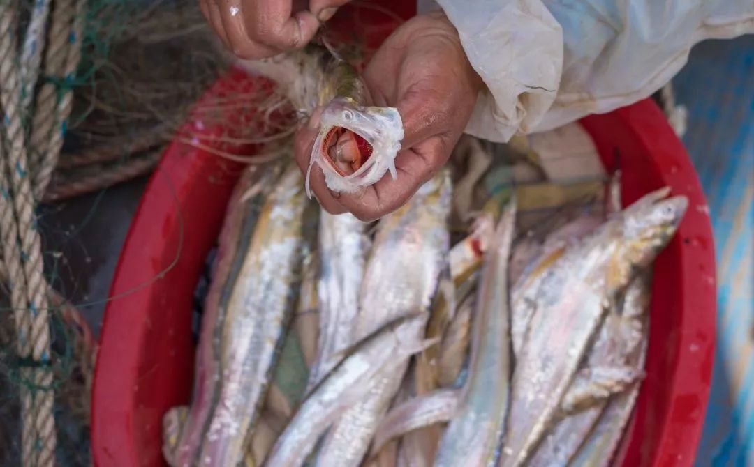 长江刀鱼最新政策,长江刀鱼从什么时候开始禁捕的