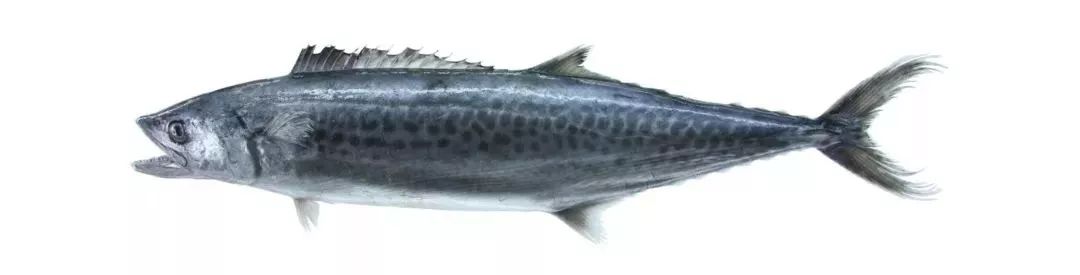 不认识这些海鲜，还敢说吃遍三亚？“三亚发布”能查海鲜限价哦～