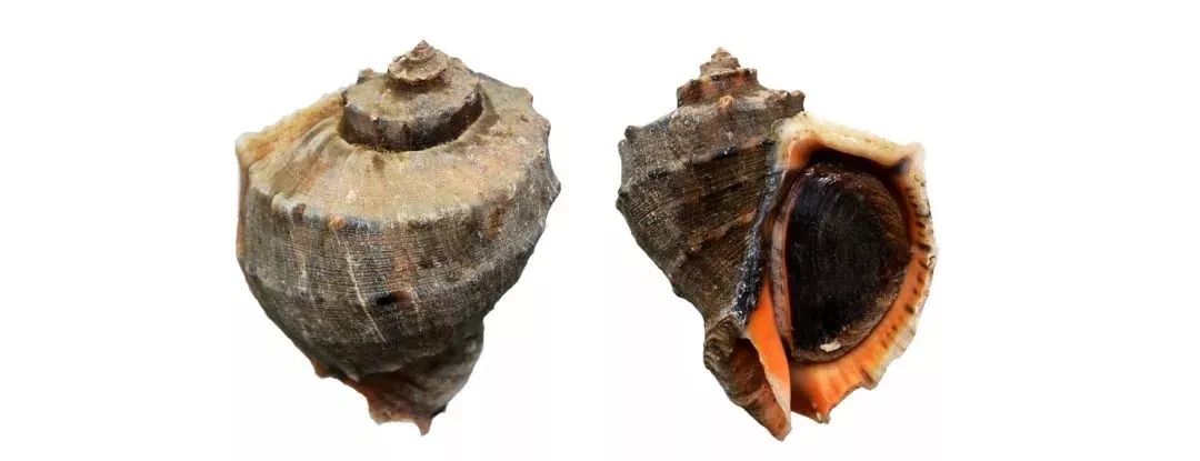 不认识这些海鲜，还敢说吃遍三亚？“三亚发布”能查海鲜限价哦～