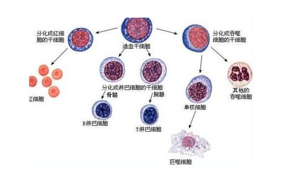干细胞最全科普,造血干细胞移植后白细胞低原因
