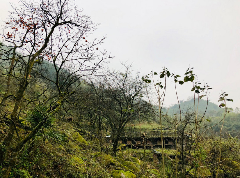 在世外桃源做傻子