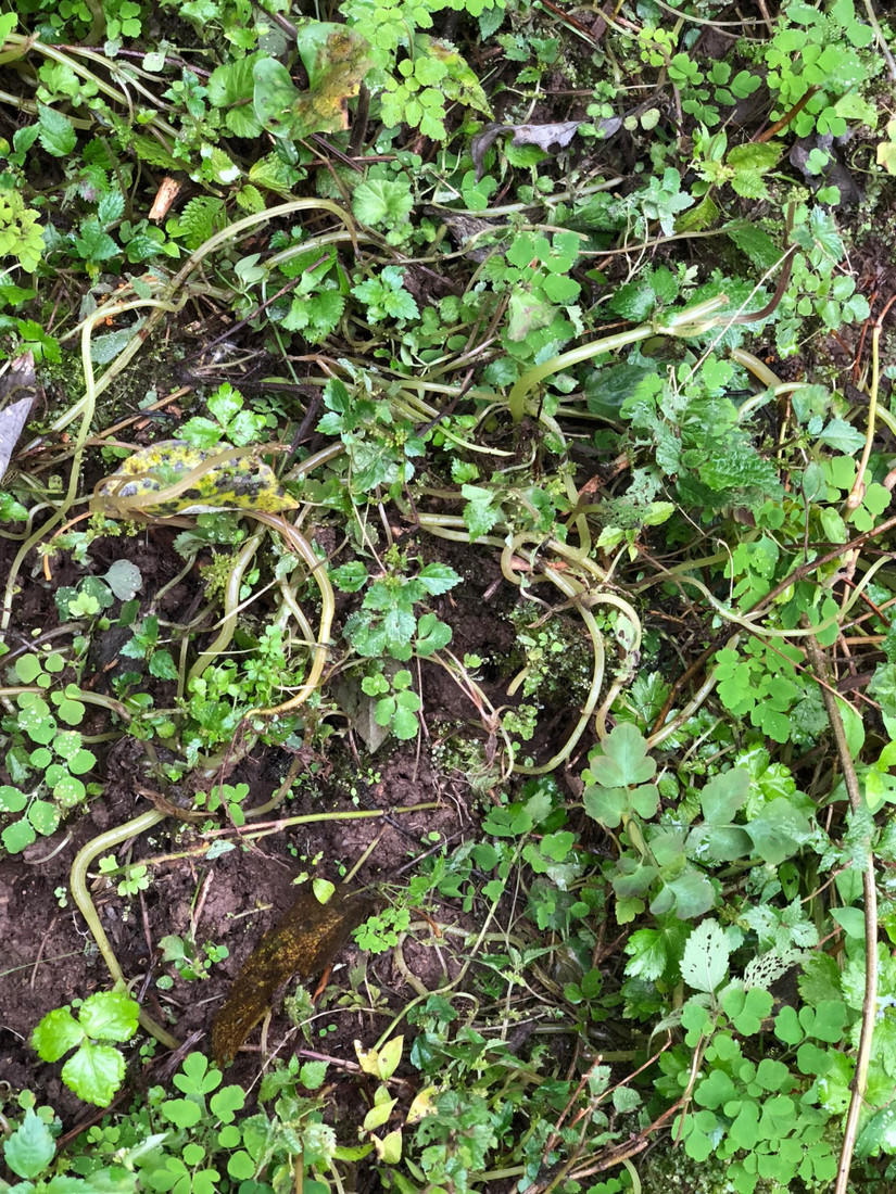 在世外桃源做傻子