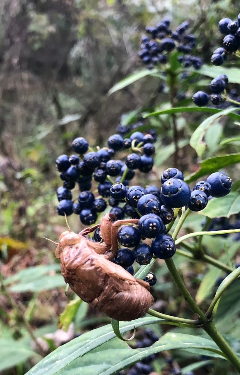 在世外桃源做傻子