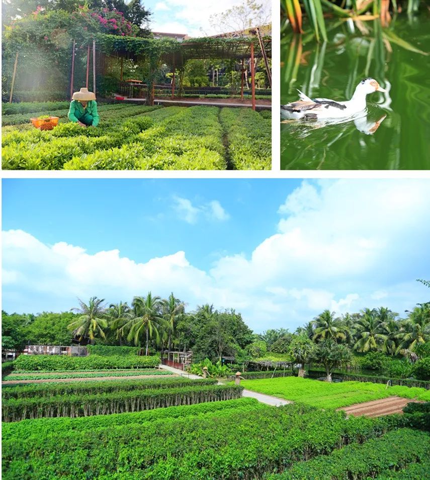 「头条」红树林春节预售优惠升级！888元起住亚龙湾，欢度温暖新春~