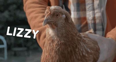 鸡头上装摄像头拍摄,鸡头摄像头拍摄视频