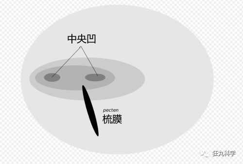 鸡头上装摄像头拍摄,鸡头摄像头拍摄视频