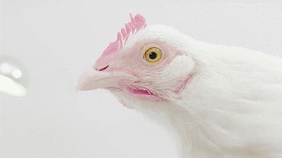 鸡头上装摄像头拍摄,鸡头摄像头拍摄视频