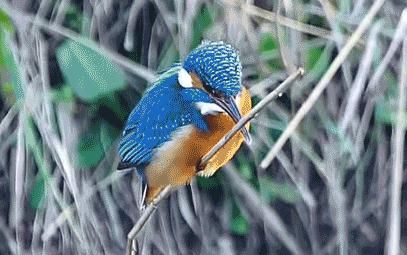 鸡头上装摄像头拍摄,鸡头摄像头拍摄视频