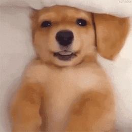 昆明养犬登记说明,昆明养犬证怎么办