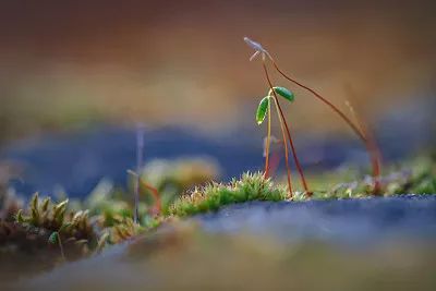 没有生产许可证生产无标签种子,没有种子生产许可证能够包装吗