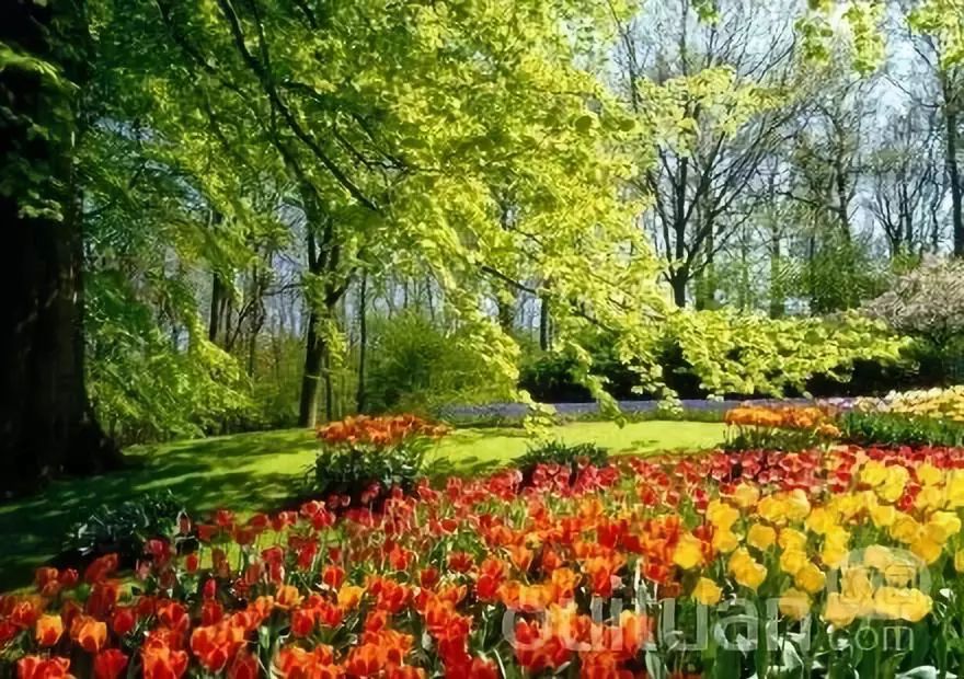 走进荷兰“花花世界”，五大赏花攻略总有一款合适您！骑行/直升机，逛花园花田，跟着花农的脚步走过这个春天