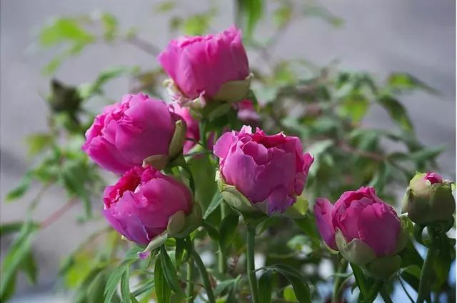 不开花是什么原因怎么治,芍药只长叶不开花什么原因