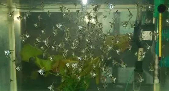 海缸基础知识大全,海缸知识大全图解