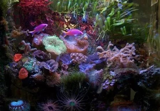 海缸基础知识大全,海缸知识大全图解