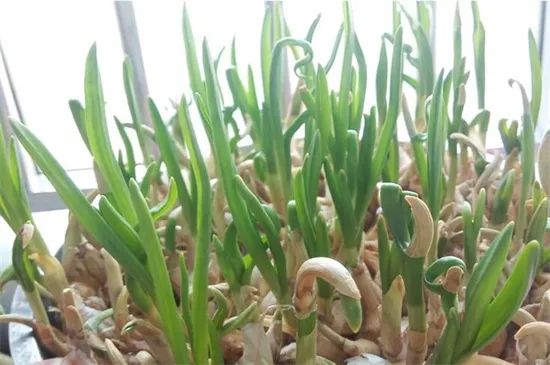 家里阳台春季可种20种蔬菜,阳台上合适种哪些蔬菜好看又营养