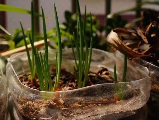 家里阳台春季可种20种蔬菜,阳台上合适种哪些蔬菜好看又营养