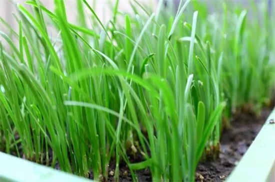 家里阳台春季可种20种蔬菜,阳台上合适种哪些蔬菜好看又营养